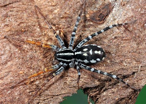 Share 94 About Black Spider Australia Cool Nec