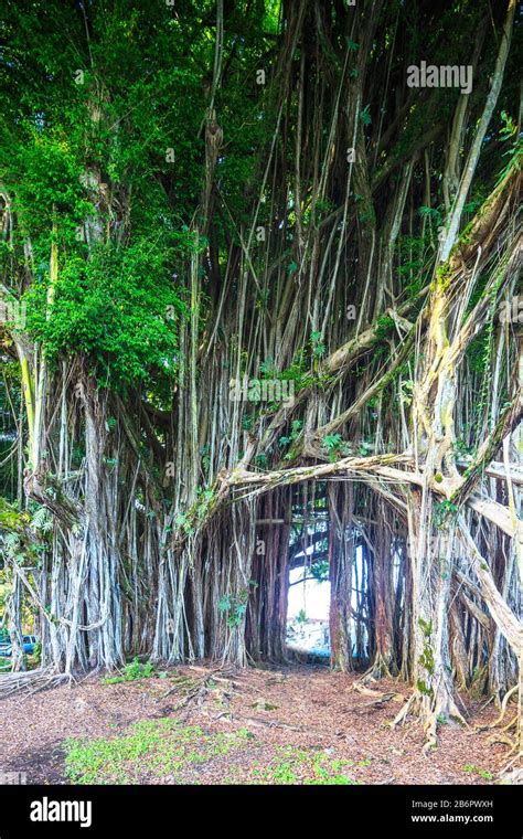 Usa Hawaii Big Island Hilo Giant Fig Tree Stock Photo Alamy