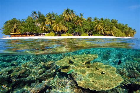 Best House Reefs In The Maldives Zublu