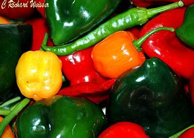 Any color bell pepper contains the essential vitamins and nutrients that are beneficial to a dog's health, although the red type is the most nutritious. How many chilies can one person eat? Or, you can get too ...