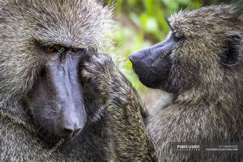 Close Up Of Female Grooming Male Olive Baboon Anubis Baboon Tanzania — Breed Wild Stock