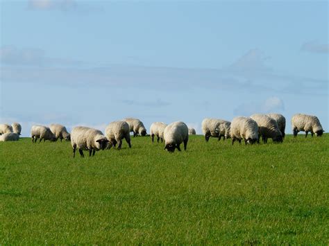 图片素材 景观 领域 草地 草原 放牧 牧场 新鲜 休息 动物群 平原 羊群 松弛 栖息地 牧歌 北海 农村