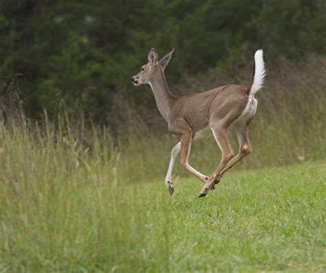 Whitetail Doe Running Saturday Evening Cute Wild Animals Deer
