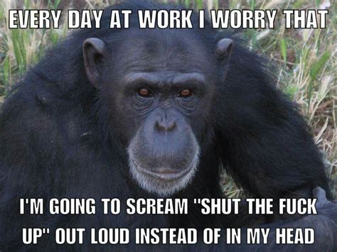Pin By Marchalle Causby On Signs Monkeys Funny Chimpanzee Pet Birds