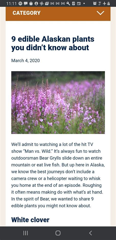 Edible Alaskan Plants You Didnt Know About Gray Line Alaska Plants