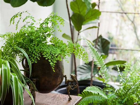 House plants actually have many health benefits, such as reducing stress, boosting mood, and enhancing productivity and creativity. How Indoor Plants Can Make a Room Healthier