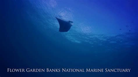 Noaasanctuariesmanta Rays Are Frequent Visitors To Flower Garden Banks