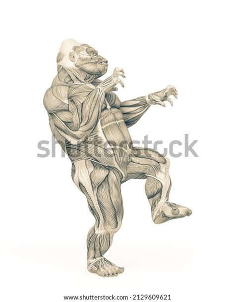 Gorilla Muscle Map Anatomy Walking Halloween Stock Illustration