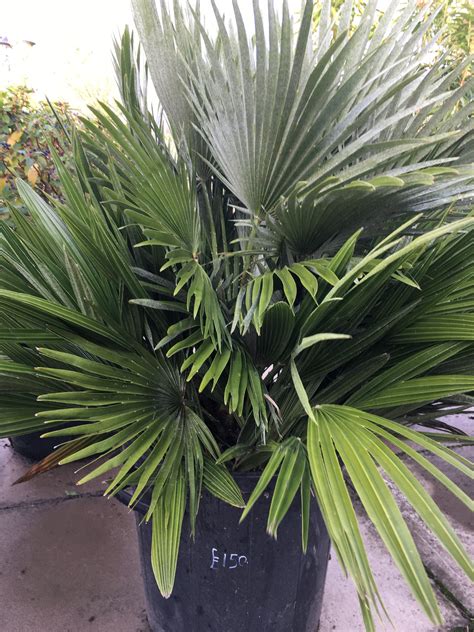 Dwarf Fan Palm The Gardeners Paradise