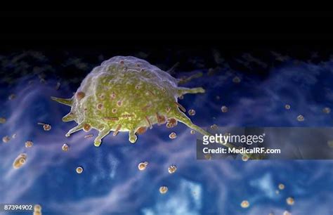 Macrophage Photos And Premium High Res Pictures Getty Images
