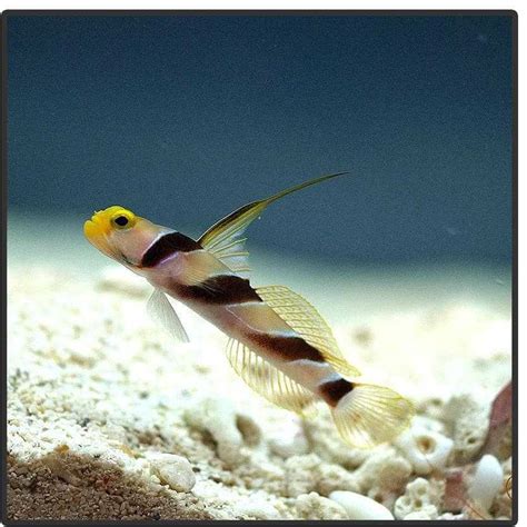 Hi Fin Banded Goby Canada Corals