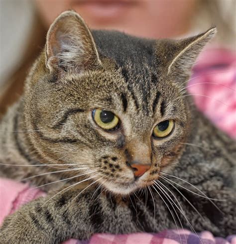 European Shorthair Tabby Cat On A Red Background Stock Photo Image Of