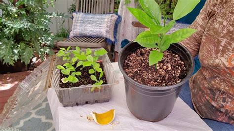 How To Propagate Citrus From Seeds With Results Plant Your Seeds This