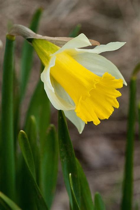 Wild Daffodil Or Lent Lily Narcissus Pseudonarcissus Lobularis Mid