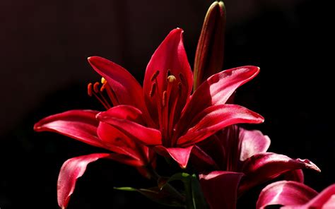 The Red Flower On A Black Background Wallpapers And Images Wallpapers