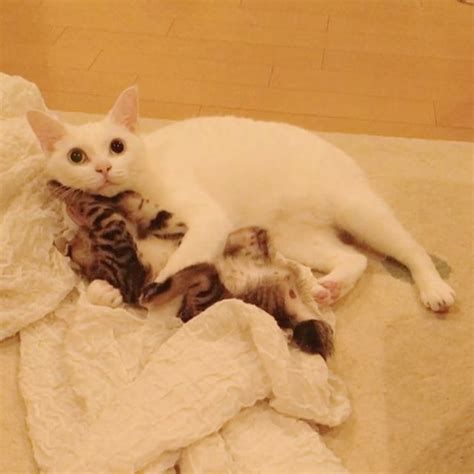 Cat Gives 2 Rescue Kittens Motherly Love They Desperately Needed Love
