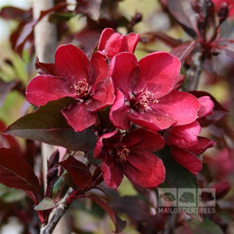 Malus Royalty Crab Apple Tree Mail Order Trees