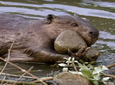 How And Why Do Beavers Build Dams Ecosystem Engineersvideo