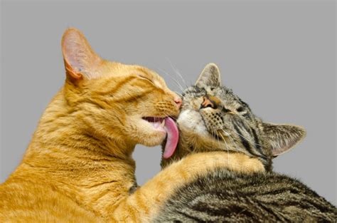 how cats show affection to owners other cats each other humans