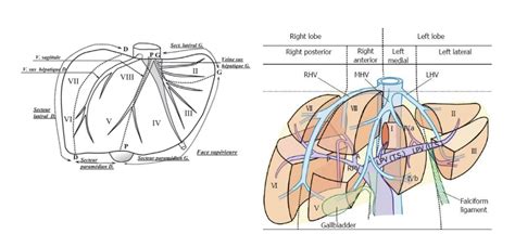 Functional Anatomy Of The Liver Deranged Physiology
