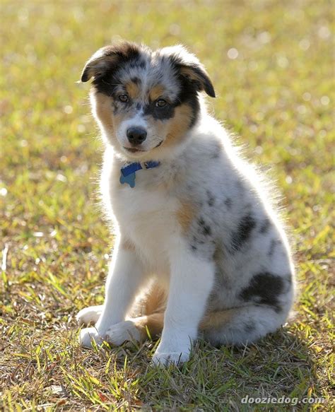 Beautiful markings, temperment and structure.… we breed miniature australian shepherds and toy australian shepherds and sell them locally in california as well as nation wide. Cute Dogs: Australian shepherd dog