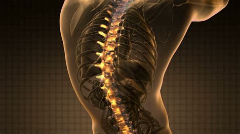 Backbone Backache Science Anatomy Scan Of Stock Motion Graphics Sbv