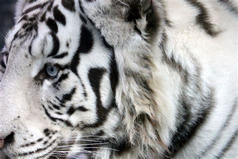 Free Images Black And White Zoo Predator Closeup Fauna Close Up