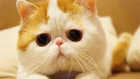 Exotic Shorthair Purrfect Cat Breeds