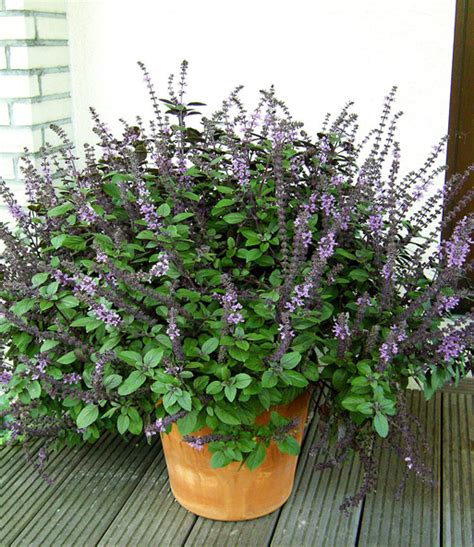 Alles über die umstellung auf naturgemäßen. Bio-Garten-Basilikum: 1A-Pflanzen kaufen | BALDUR-Garten