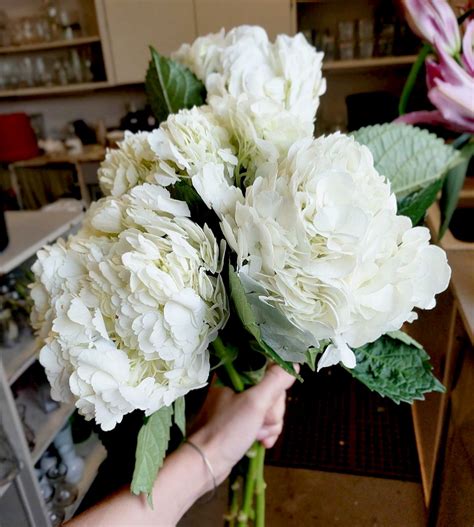 Maybe you would like to learn more about one of these? Floral Friday! These Hydrangea flower bundles that just ...