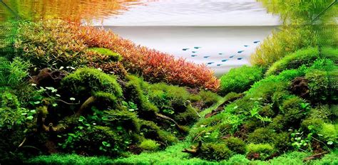 Kegiatan untuk melakukan aquascape biasa disebut aquascaping. Jenis-Jenis Ikan air tawar penghuni Aquascape - Dzargon
