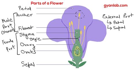 Flowers can have male parts, female parts or both; Parts of a Flower - YouTube