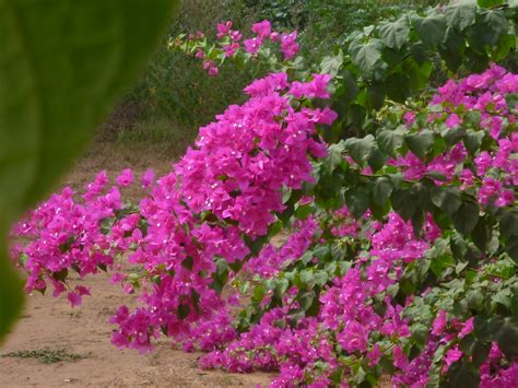 Flowers Senegal Rick Mccharles Flickr