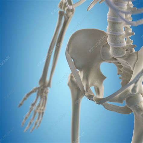 Human Hip Bone Artwork Stock Image F0093802 Science Photo Library