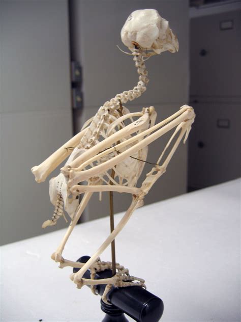 Bird Bones Skull And Bones Owl Skeleton Short Eared Owl Human
