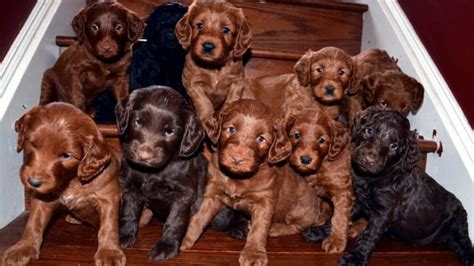 What determines the price of a. Labradoodle marketing fetches $2,500 puppy price | CBC News