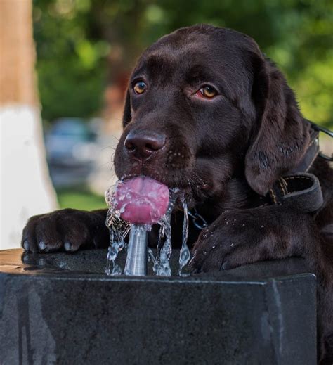 Get Your Dog To Drink Water In 4 Steps Dog Friendly Manchester