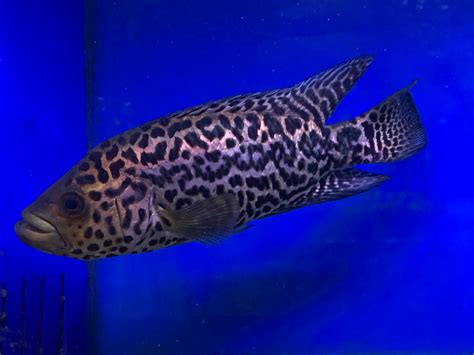Jaguar Cichlid Parachromis Managuensis