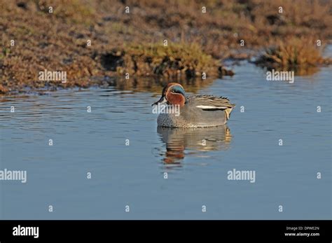 Teal Anas Crecca Adult Male In Full Plumage Stock Photo Alamy