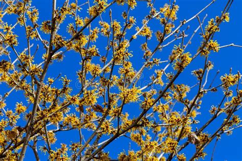 Witch Hazel That Yellow Beautiful Flowers Bloom Early Spring Stock