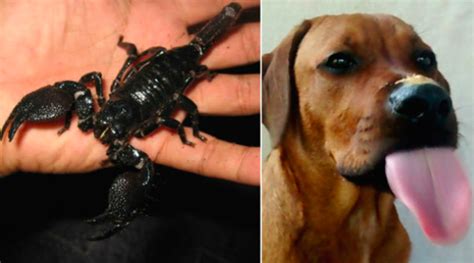 Here Are 15 Exotic Animals Trying To Take The Best Pet