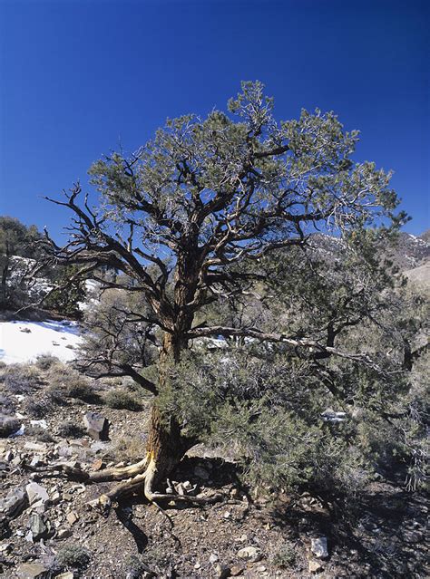 Singleleaf Pinyon Pine Pinus Monophylla Photograph By Bob Gibbons