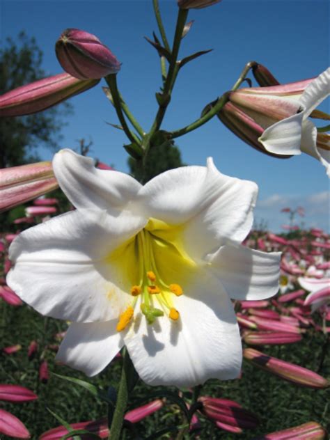 Lilium Regale Trumpet Lilies Buy Lily Bulbs From The Gold Medal