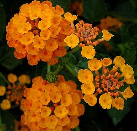 Orange Flowering Plants Garden Plant