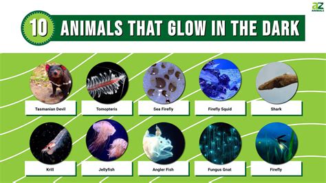 10 Animals That Glow In The Dark A Z Animals