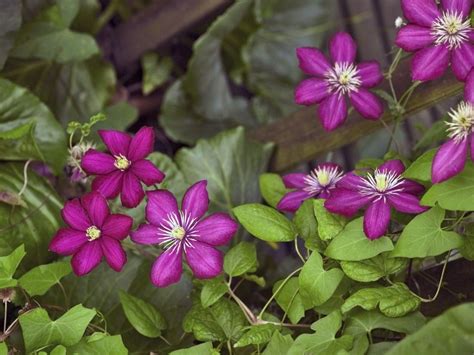Types Of Clematis Plants What Clematis Variety Do I Have Clematis