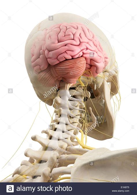 Cerebro Humano Y Los Nervios De La Cabeza Equipo Ilustraciones Foto