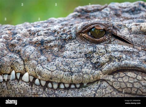 Nile Crocodile Crocodylus Niloticus Detail Of Head Showing Eye Teeth
