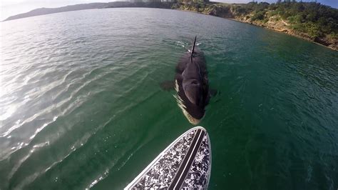 Gopro Awards Orca Vs Paddle Board Paddle Boarding Orca Close