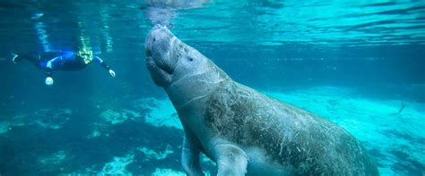 Search, discover and share your favorite manatee gifs. How To Pet A Manatee Without Going to Jail | The Haphazard ...